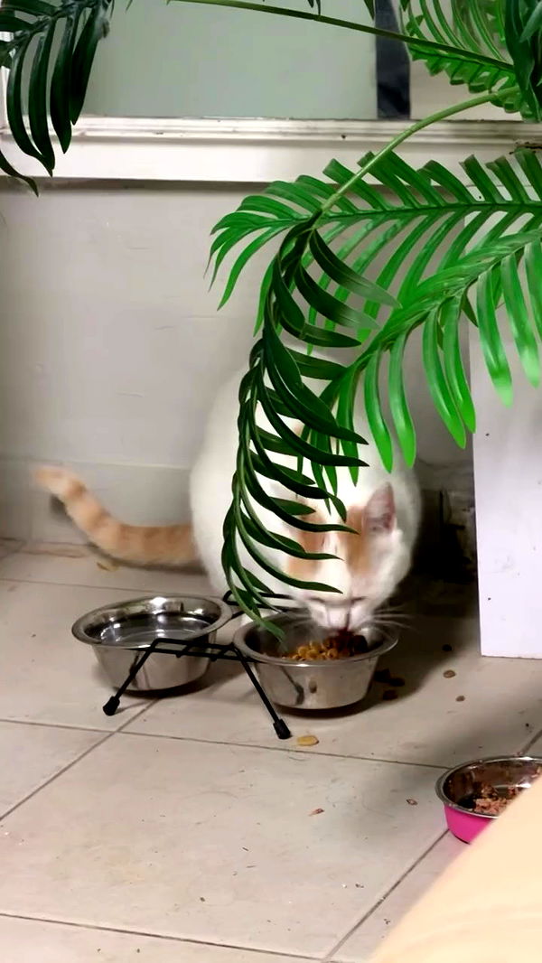 strawberryshanz archive video preview