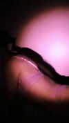 milena_milachich Altpins Profile Picture