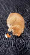 butter.on.a.poptart69 Altpins Profile Picture