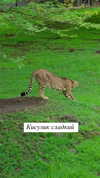 asuslovaaa Altpins Profile Picture