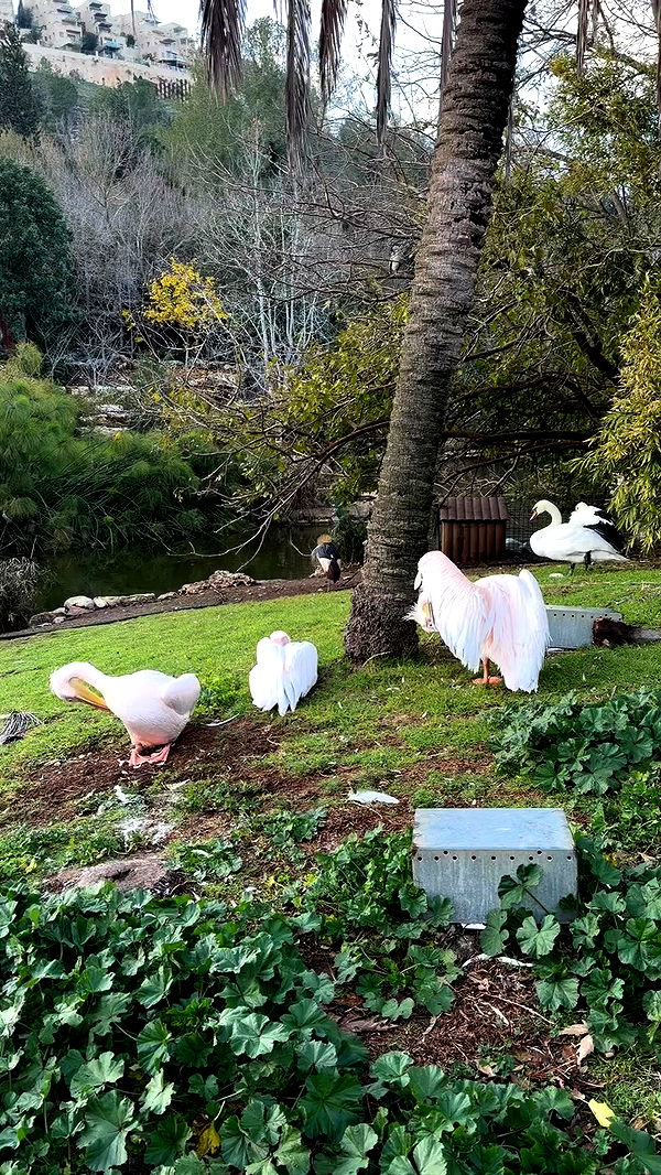 strawberryshanz archive video preview