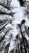 jahia_brown Altpins Profile Picture