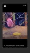 babynympho_archive Altpins Profile Picture