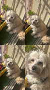 feelbetterinmysweater Altpins Profile Picture