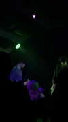 tiny.eviluv Altpins Profile Picture