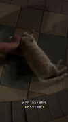 roni_ackerman Altpins Profile Picture