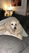 feelbetterinmysweater Altpins Profile Picture