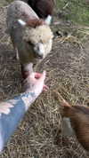 karin_orhov Altpins Profile Picture