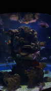 bulochka__777 Altpins Profile Picture