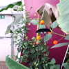 erokochiba Altpins Profile Picture