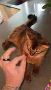 railey.tv Altpins Profile Picture