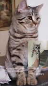 milena_milachich Altpins Profile Picture