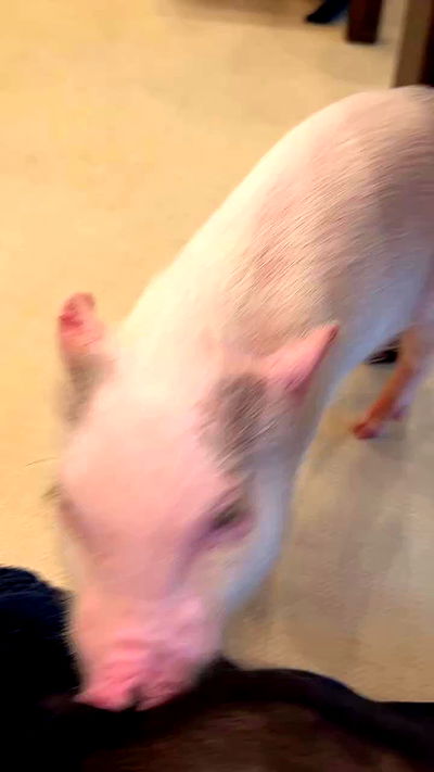 ormosheee ormosheee archive video