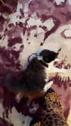 777pb_ Altpins Profile Picture