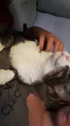 ronyida_ Altpins Profile Picture