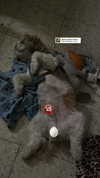 _._dianush._ Altpins Profile Picture