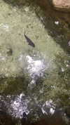 liza_kremer Altpins Profile Picture