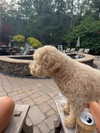 bellarenaldi Altpins Profile Picture