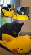 pikakaty Altpins Profile Picture