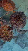 poppyymatildaa Altpins Profile Picture