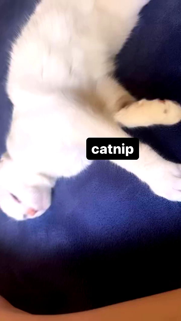 butter.on.a.poptart69 archive video preview