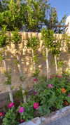 miikheeva_stasiiya Altpins Profile Picture