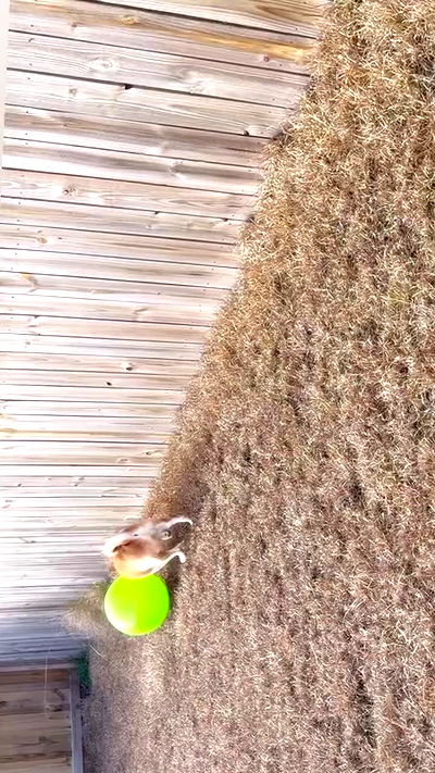 zommmbri zommmbri archive video