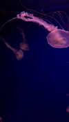 tiny.eviluv Altpins Profile Picture