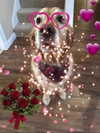 kayyybear Altpins Profile Picture