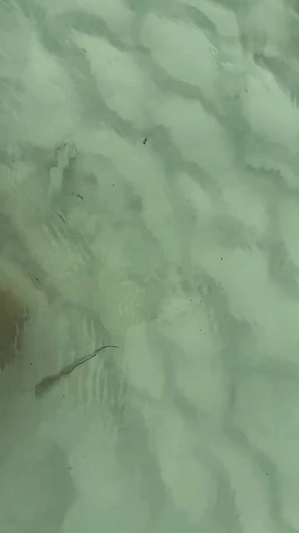gissell_eli archive video preview