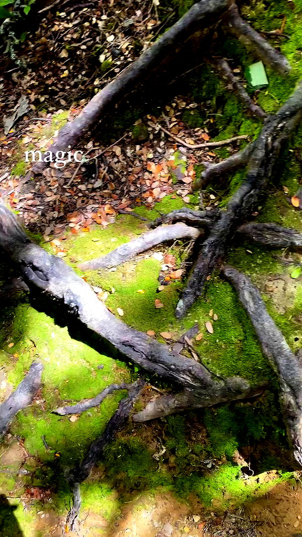 aleiisha.piixiie archive video preview