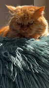 cheycheylikesyou Altpins Profile Picture