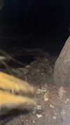 caandyfliip Altpins Profile Picture