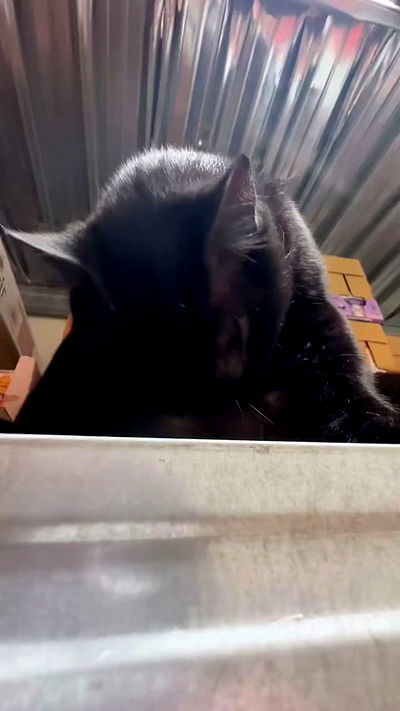 mishel116 mishel116 archive video