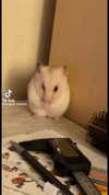 babynympho_archive Altpins Profile Picture