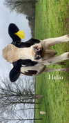 elizabethcampbelljones Altpins Profile Picture