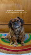 roni_ackerman Altpins Profile Picture