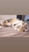 mirekyarahire Altpins Profile Picture