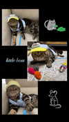 purin4a Altpins Profile Picture