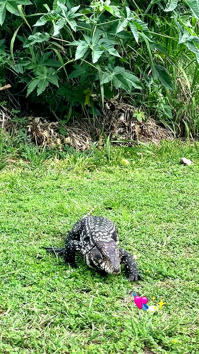 shunli__mei shunli__mei archive video