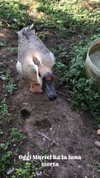 rott3nbambi Altpins Profile Picture