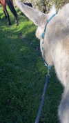 _broock_ Altpins Profile Picture
