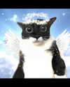 catl0verr69 Altpins Profile Picture