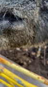 feelbetterinmysweater Altpins Profile Picture