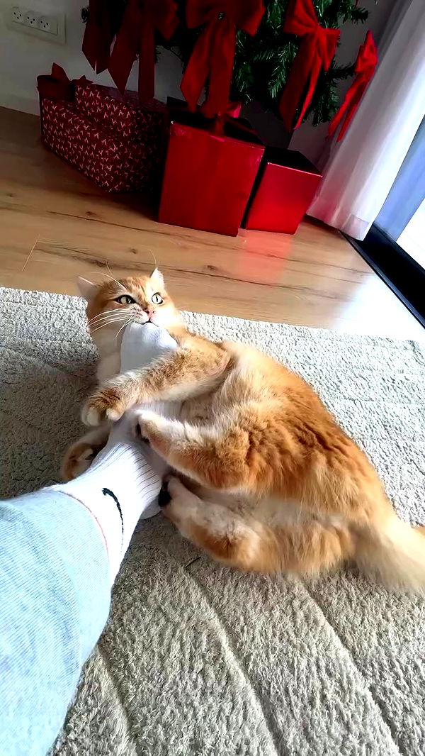 itsilanosh archive video preview