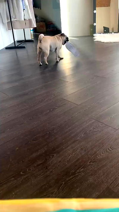 nyityam nyityam archive video