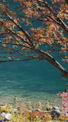liron_haas Altpins Profile Picture