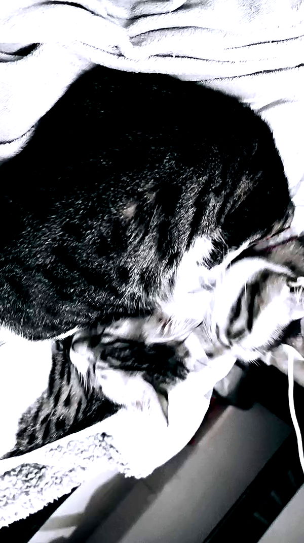 moonyyyya archive video preview