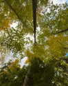 rouxroux.tv Altpins Profile Picture