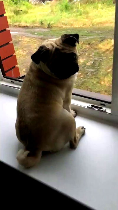 nyityam nyityam archive video